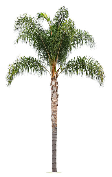Queen Palm A queen palm. syagrus stock pictures, royalty-free photos & images