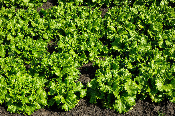 istock Field of Growing Lettuce 186882103