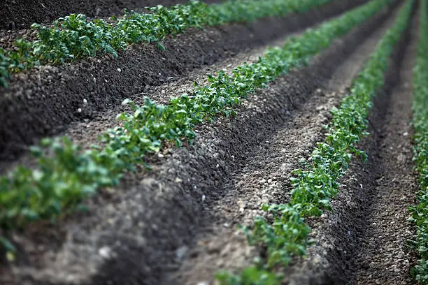 Rows of potato plants on plowed land. Other images in: