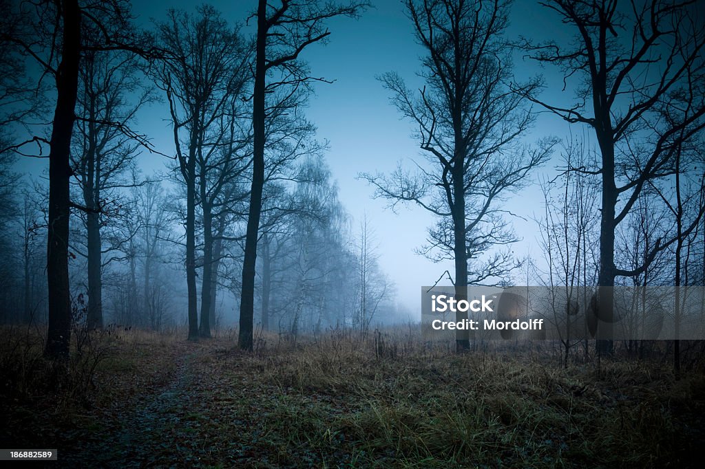 Foggy Wald im Herbst - Lizenzfrei Baum Stock-Foto