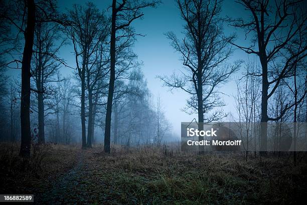 Foggy Wald Im Herbst Stockfoto und mehr Bilder von Baum - Baum, Ländliche Straße, Unheilschwanger