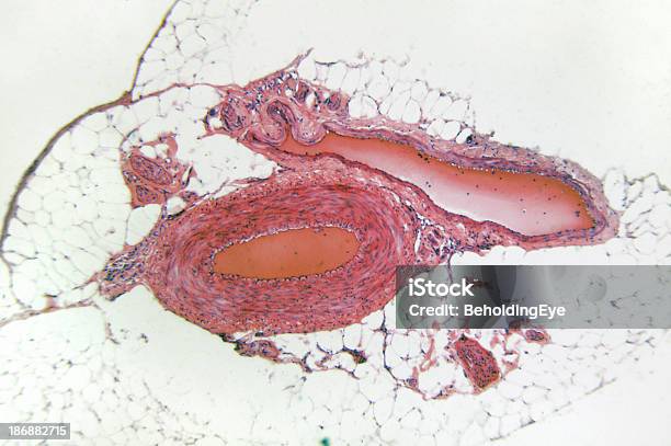 Artery I Żyły - zdjęcia stockowe i więcej obrazów Żyła - Żyła, Fotomikroskopia, Powiększenie