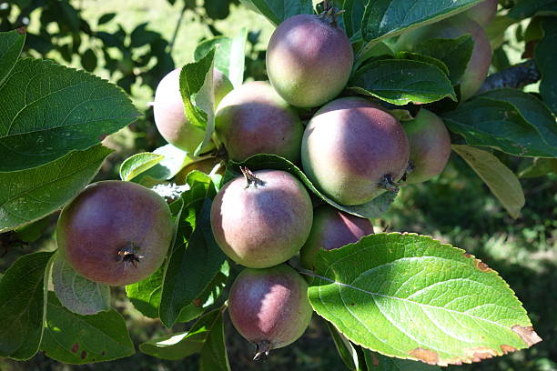 Apples stock photo