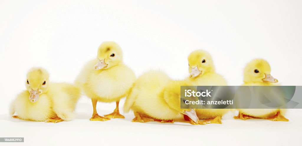 Cinco Ducklings - Royalty-free Cinco animais Foto de stock