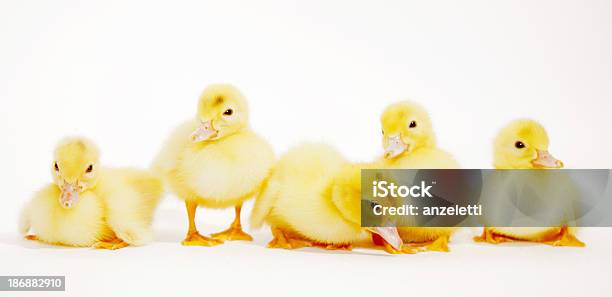 Cinco Ducklings - Fotografias de stock e mais imagens de Cinco animais - Cinco animais, Fila - Arranjo, Patinho