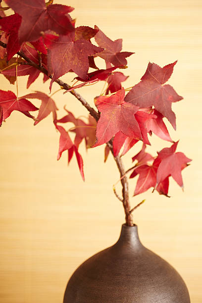 vida de arce rojo deja en un florero - japanese maple autumn leaf tree fotografías e imágenes de stock