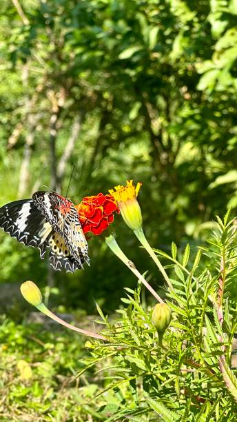 istock beautiful flowers and butterfly 1868830458