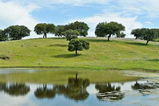 Landscape with cork trees reflecting in a pond, Alentejo,Portugal.