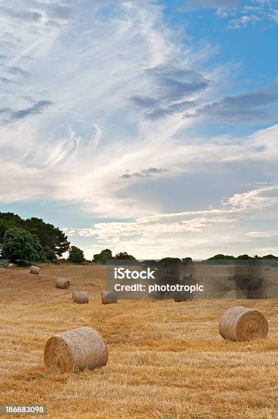 Feno Fardos Em Um Campo Mediterrâneo - Fotografias de stock e mais imagens de Menorca - Menorca, Quinta, Agricultura