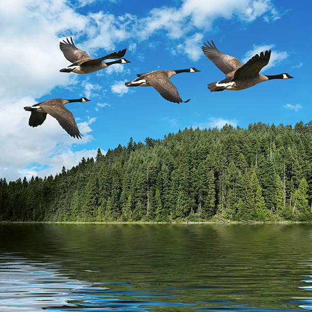XXXL migrating canada geese "migrating canada geese flying over lake with bright sky, square frame (XXXL)" birds flying in v formation stock pictures, royalty-free photos & images