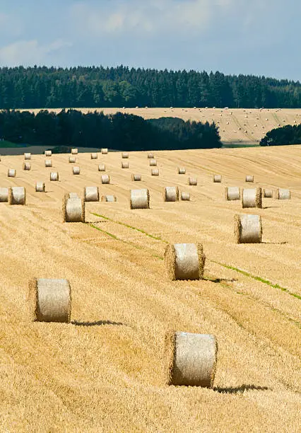 Many straw bales on a grainfield in summer