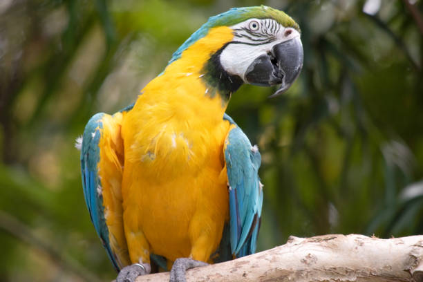 istock this is a close up of a blue and gold macaw 1868834074
