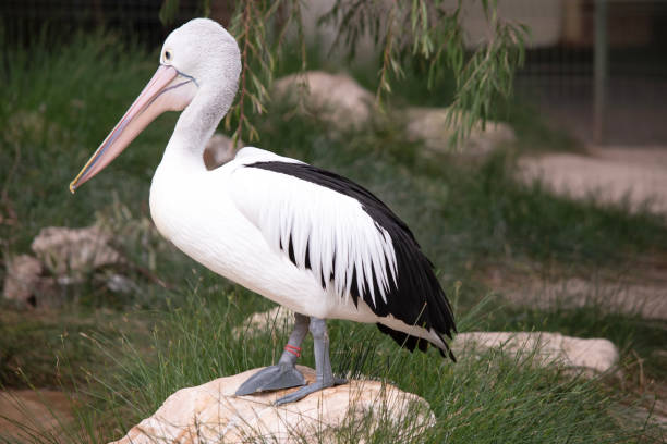 istock this is a side view of  an Australian pelican 1868835113