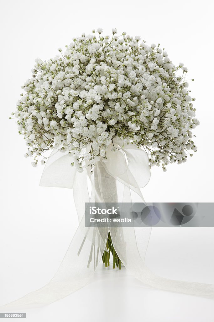 Wedding bouquet Simple bridal bouquet made of Gypsophila Paniculata. Front  view, White background. Gypsophila Stock Photo