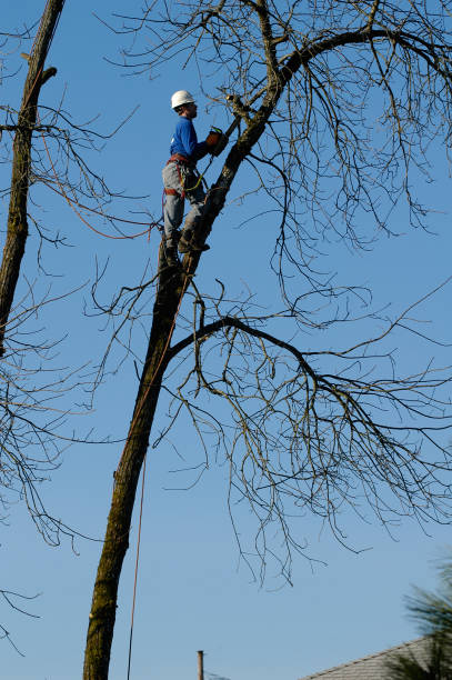 istock Worker measuring height of tree preparing for tree removal 186883578