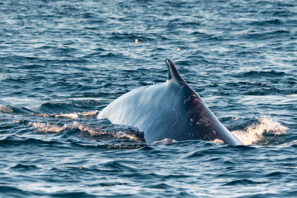istock Close-up of Humpback Whale Dorsal Fin 1868836134