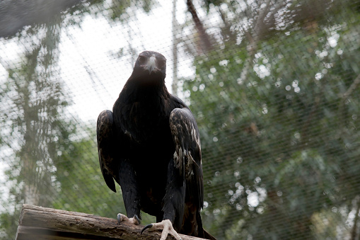 The Wedge-tailed Eagle is a dark brown-black color. The beak of the Wedge-tailed Eagle is pale cream.