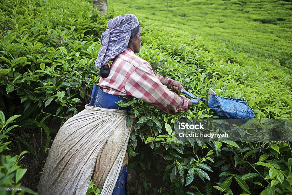 Frauen ernten Teeblätter - Lizenzfrei Agrarbetrieb Stock-Foto