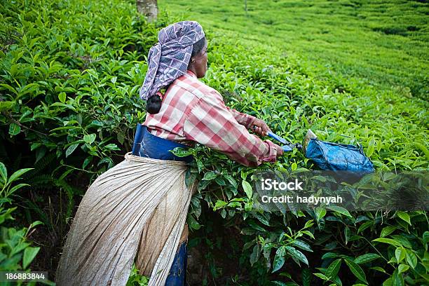 Frauen Ernten Teeblätter Stockfoto und mehr Bilder von Agrarbetrieb - Agrarbetrieb, Anhöhe, Arbeiter