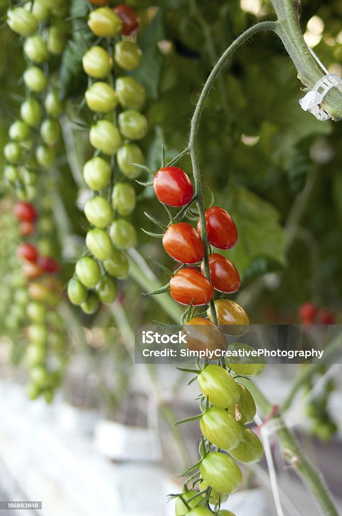 Tomates de raisin sur la vigne - Photo de Agriculture libre de droits