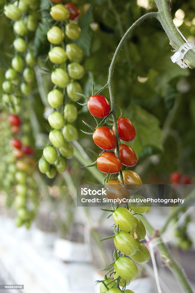 Pomodori vite con uva - Foto stock royalty-free di Acerbo