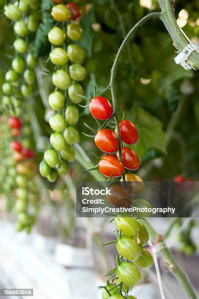 Pomodori Vite Con Uva - Fotografie stock e altre immagini di Acerbo - Acerbo, Agricoltura, Cibi e bevande