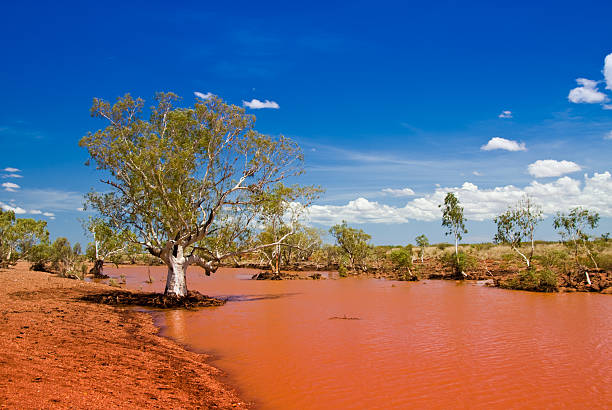 billabong com árvore e céu azul no outback - spinnifex - fotografias e filmes do acervo