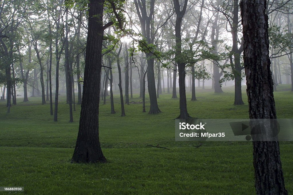 De los árboles - Foto de stock de Aire libre libre de derechos