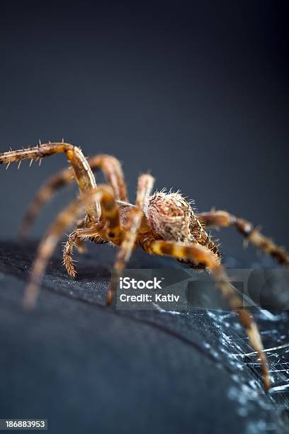 Garden Spider Close Up Stock Photo - Download Image Now - Sac, Spider, Yellow