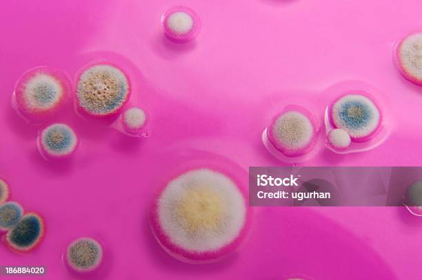 Foto de Mold Culturas e mais fotos de stock de Cladosporium - Cladosporium, Disco de Petri, Analisar