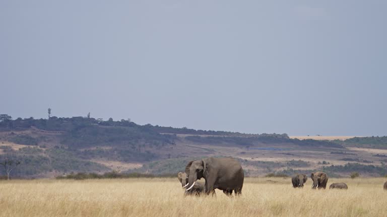 A herd of African elephants majestically walking across a vast savanna grassland