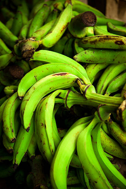 banana plantain in a pallets "green plantain for sale on a road side stand, nicaragua" plantain banana banana tree tropical climate stock pictures, royalty-free photos & images
