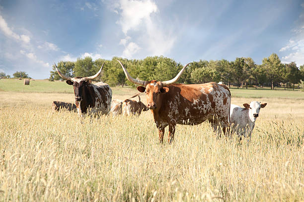 longhorn herde im feld - texas longhorn cattle horned cattle farm stock-fotos und bilder