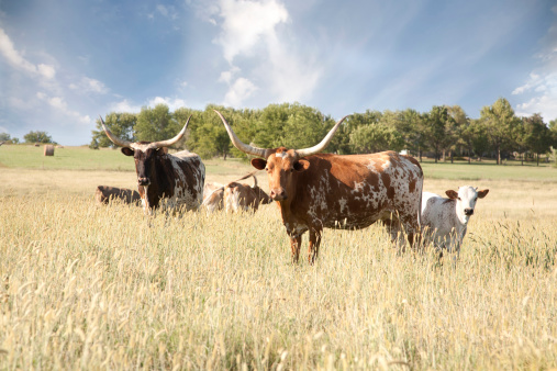 A Texas Longhorn herd in field.Please see some of my other photographs click the link: