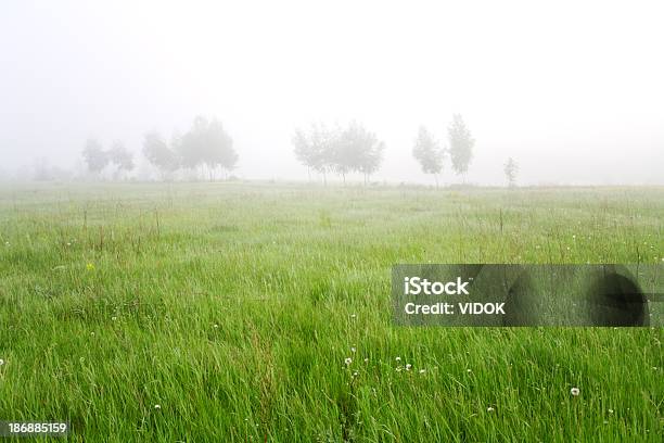 Trees In Fog Stock Photo - Download Image Now - Animal Wildlife, Beauty, Beauty In Nature