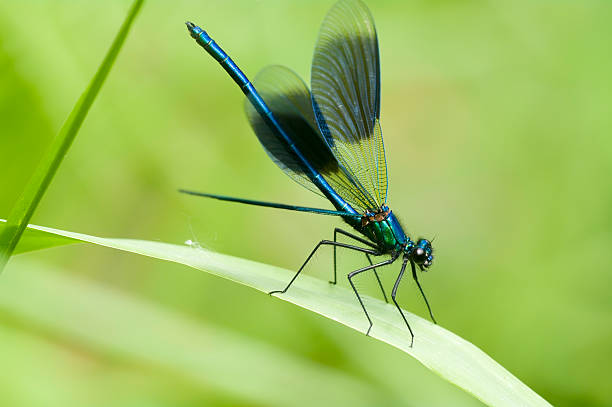 istock Banded Demoiselle (Calopteryx splendens) Male 186885288
