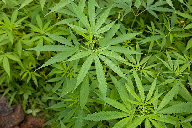 Cannibis Hemp leaves closeup stock photo