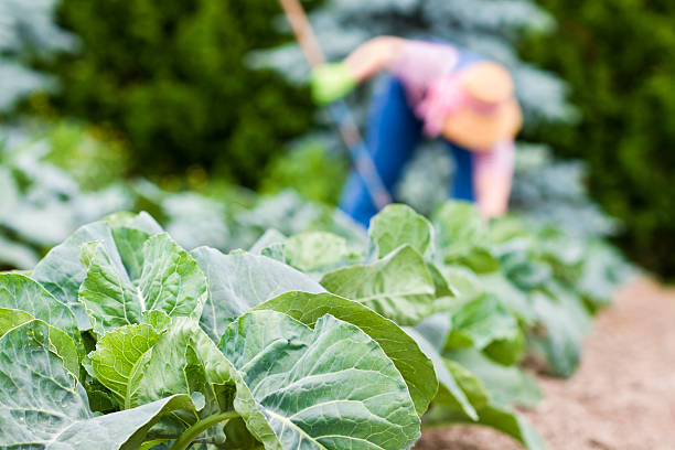istock Young Woman Tending Her Garden 186885590