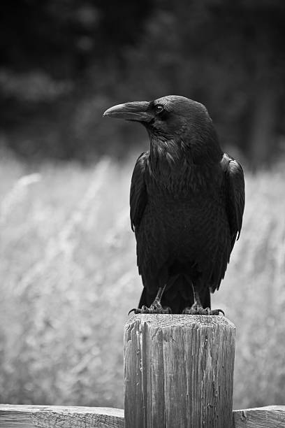 istock Crow on Wooden Fence Post 186885820