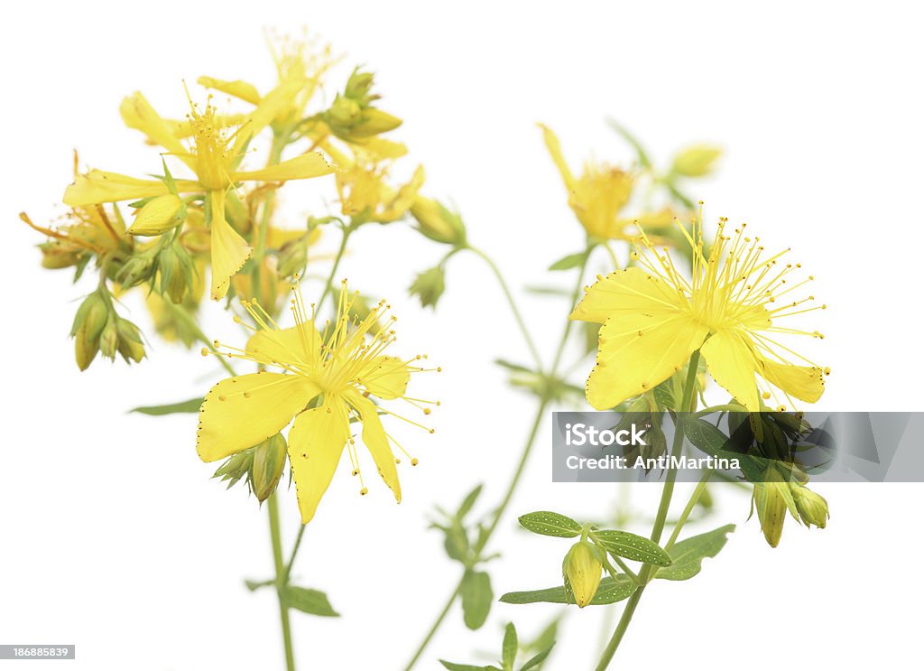 Ziele dziurawca zwyczajnego (hypericum perforatum) na białym tle - Zbiór zdjęć royalty-free (Dziurawiec zwyczajny)