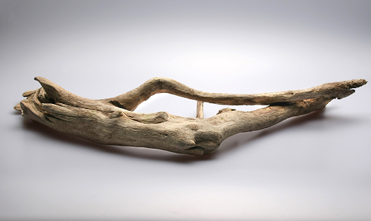 gnarled piece of driftwood