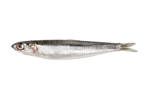 Anchovy isolated on white with Clipping Path