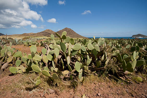 Indian Fig Opuntia or barbary fig in Los Genoveses Beach Cabo de Gata natural ParkDesertic landscape with volcanos in the horizon