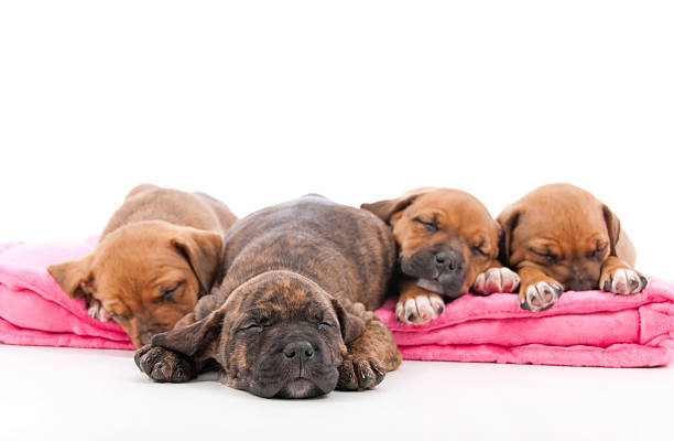 puppy boxer laying on the ground