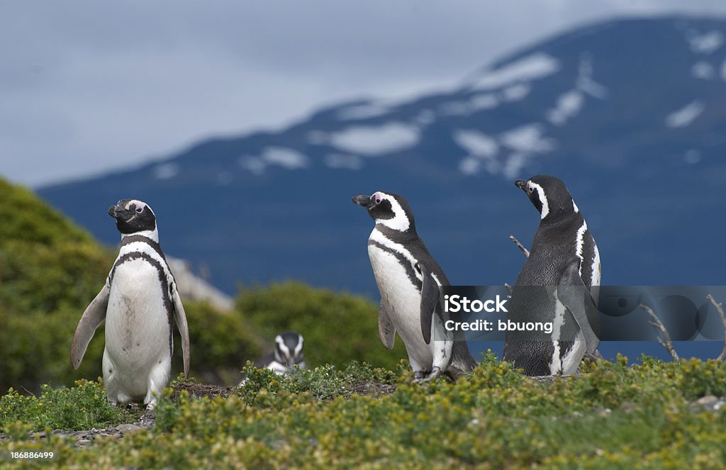 Magellan-Pinguinen (Feuerland, Argentinien - Lizenzfrei Argentinien Stock-Foto
