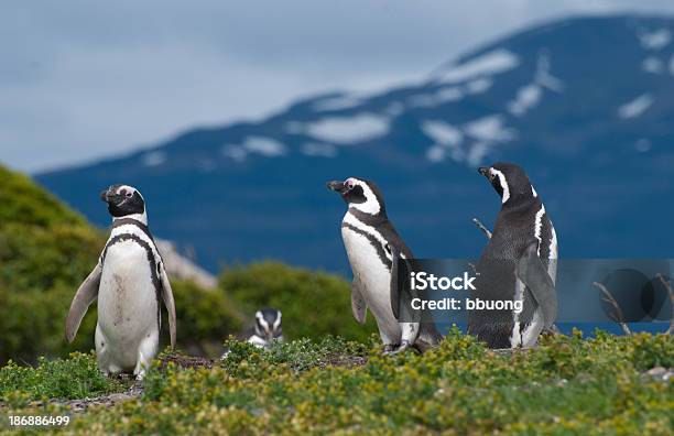 Magellanpinguinen Feuerland Argentinien Stockfoto und mehr Bilder von Argentinien - Argentinien, Magellanpinguin, Farbbild