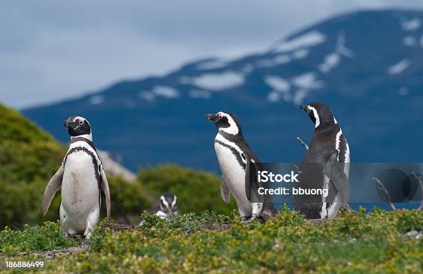 Magellan Penguins Tierra Del Fuegoargentina Foto de stock y más banco de imágenes de Argentina - Argentina, Pingüino de Magallanes, Aire libre