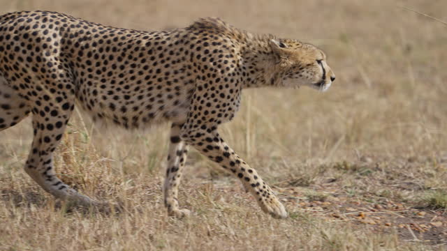 Cheetah stalking its prey in the grasslands of Masai Mara