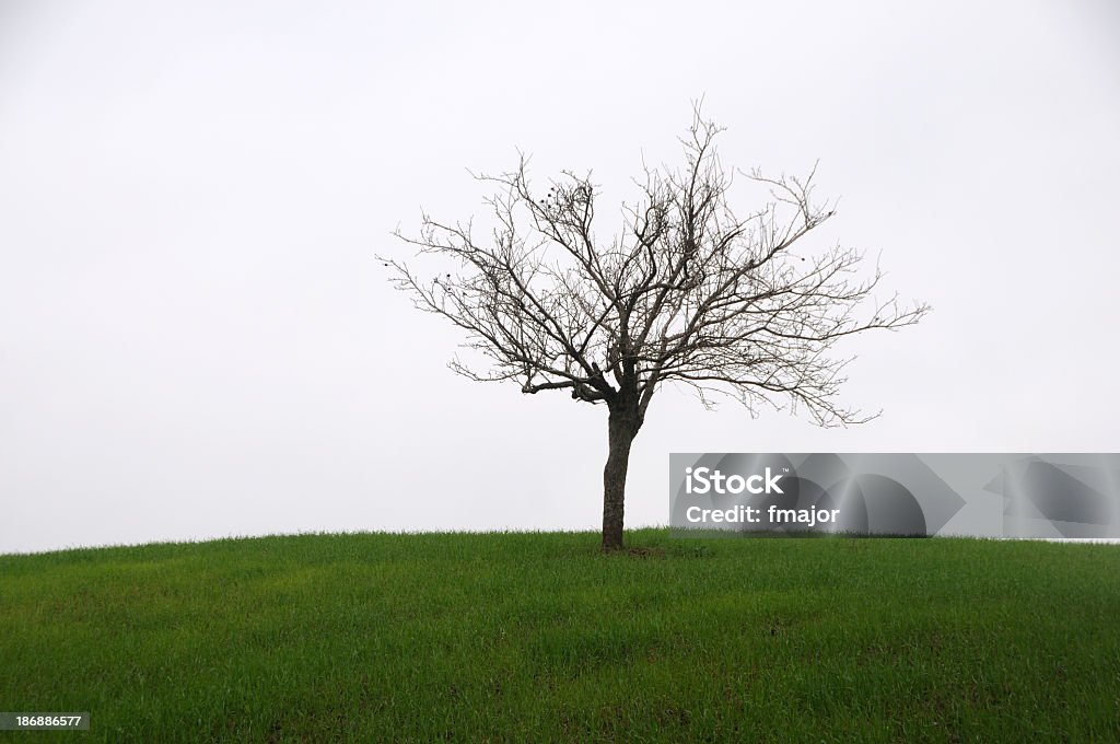 Hierba y árbol - Foto de stock de Aire libre libre de derechos