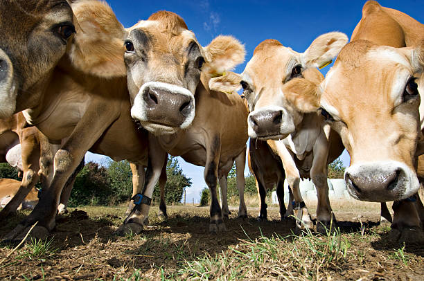 istock Herd Of Young Inquistive Jersey Cows 186886627